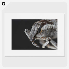 2-58_Insects-Unlocked-Project_picture