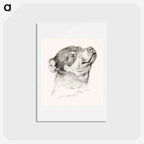 アートポストカード-Head of a sleeping dog - ジャン ベルナール Postcard.