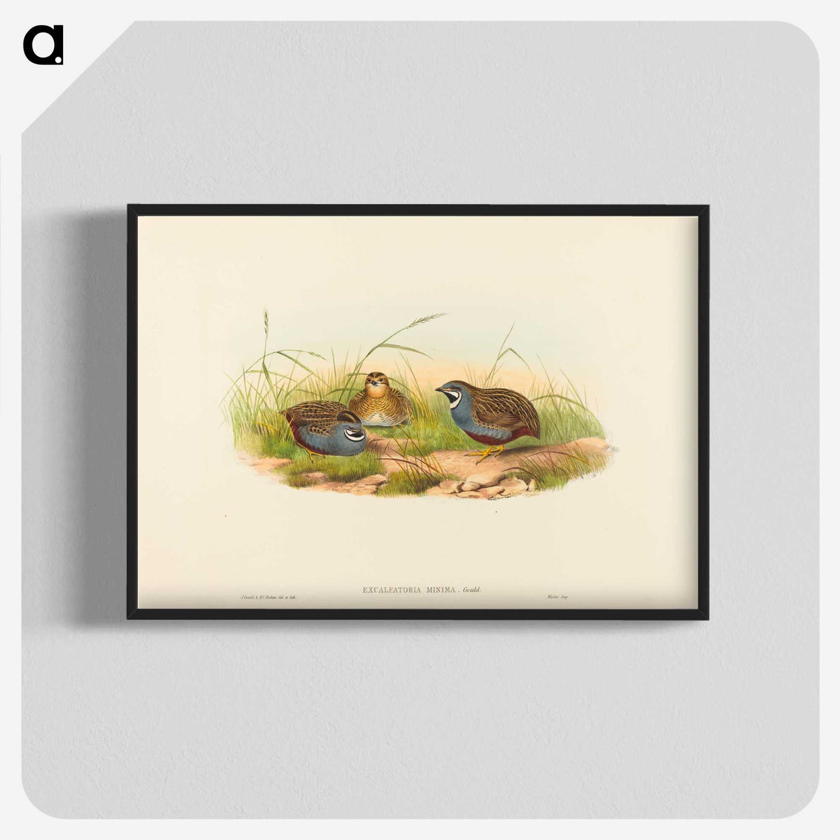 2-58_John-Gould_blk-crop