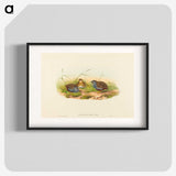 2-58_John-Gould_blk