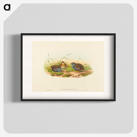 2-58_John-Gould_blk