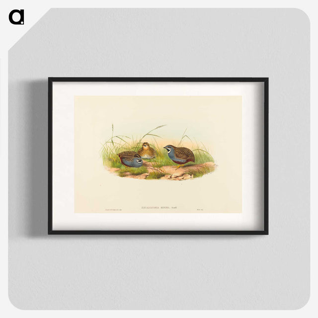 2-58_John-Gould_blk
