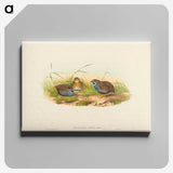 2-58_John-Gould_canvas