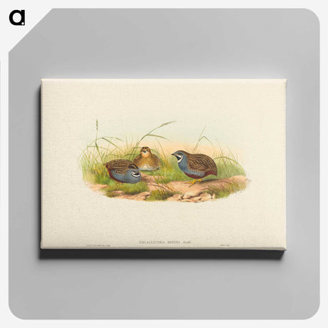 2-58_John-Gould_canvas