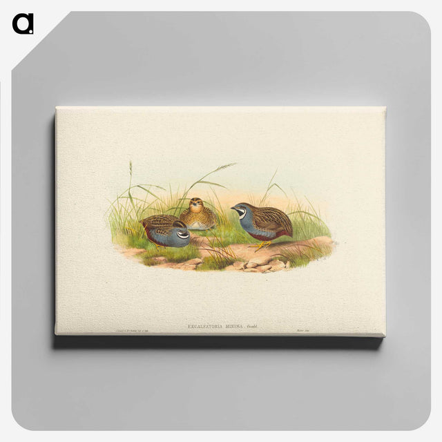 2-58_John-Gould_canvas