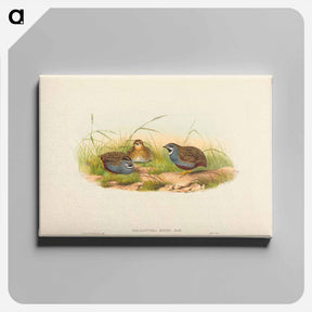 アートパネル-Blue-breasted Quail
 - ジョン グールド Canvas.