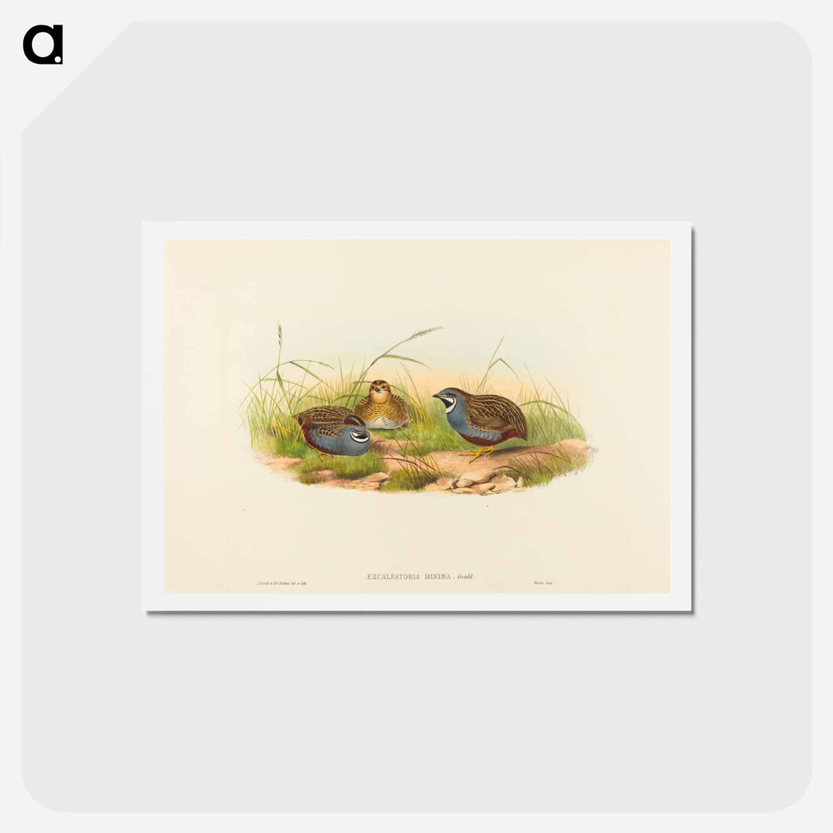アートポストカード-Blue-breasted Quail
 - ジョン グールド Postcard.