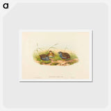 アートポストカード-Blue-breasted Quail
 - ジョン グールド Postcard.