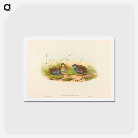 アートポストカード-Blue-breasted Quail
 - ジョン グールド Postcard.