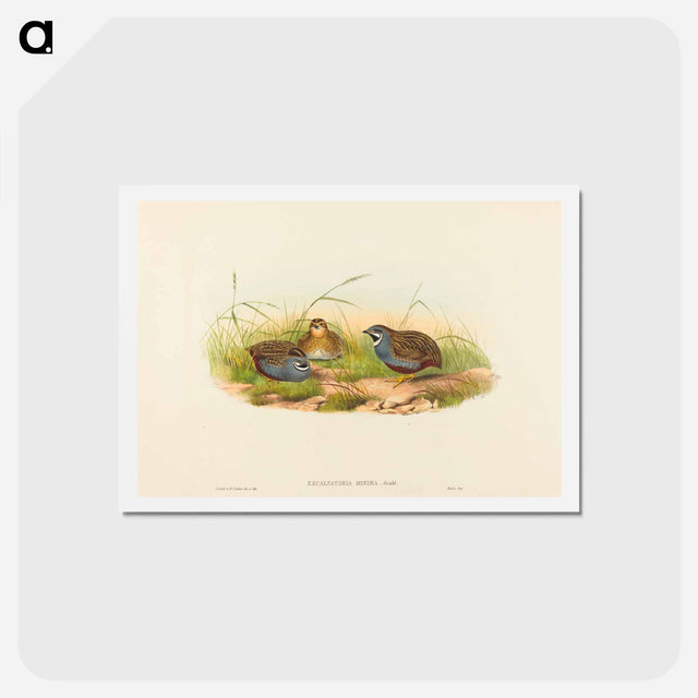 アートポストカード-Blue-breasted Quail
 - ジョン グールド Postcard.