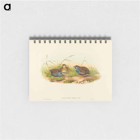 アートメモ帳-Blue-breasted Quail
 - ジョン グールド Memo.