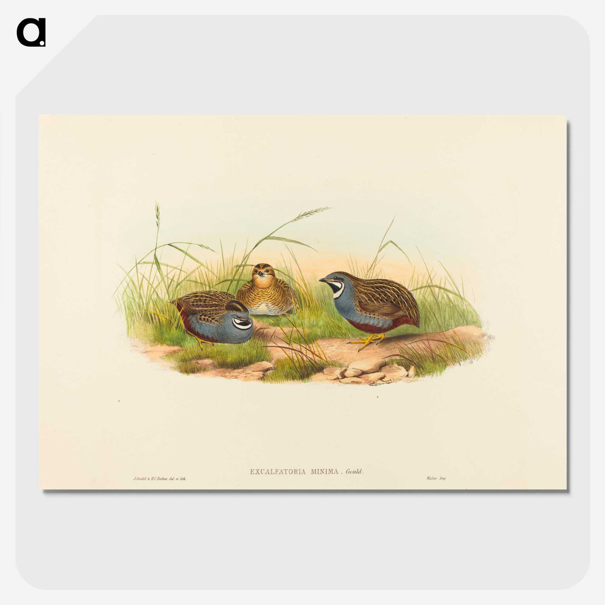 2-58_John-Gould_picture-crop