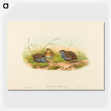 2-58_John-Gould_picture-crop