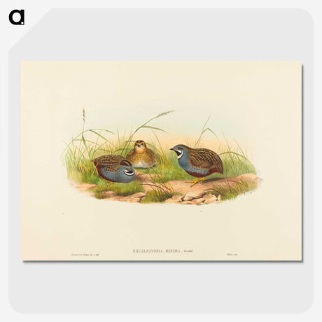 2-58_John-Gould_picture-crop