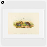 2-58_John-Gould_picture