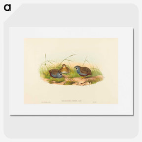 2-58_John-Gould_picture