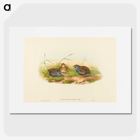 2-58_John-Gould_picture