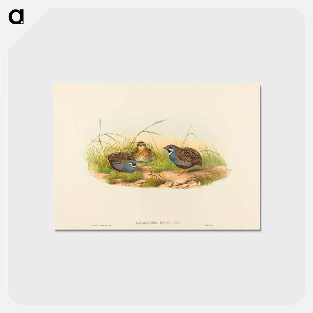 アートポストカード-Blue-breasted Quail
 - ジョン グールド Postcard.