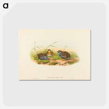 アートポストカード-Blue-breasted Quail
 - ジョン グールド Postcard.