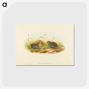 2-58_John-Gould_postcard