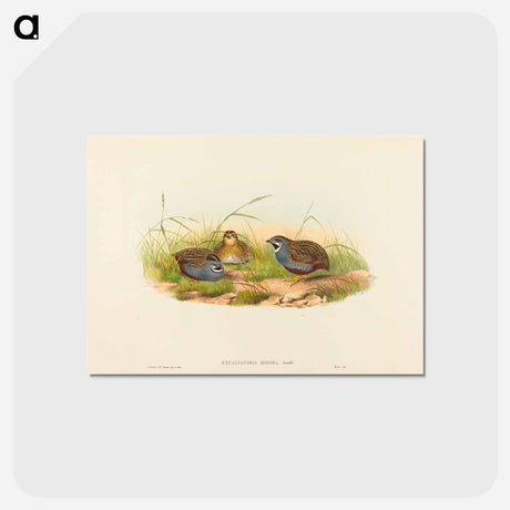 アートポストカード-Blue-breasted Quail
 - ジョン グールド Postcard.