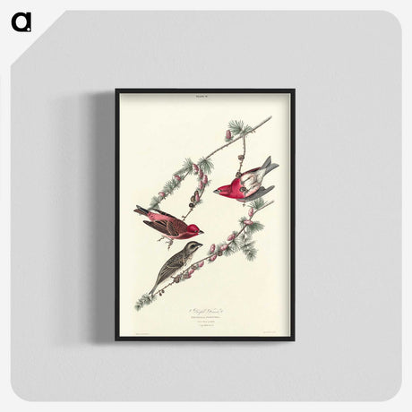 2-58_John-James-Audubon_blk-crop