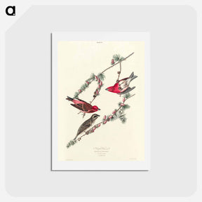 アートポストカード-Purple Finch
 - ジョン ジェームス オーデュボン Postcard.
