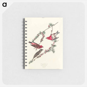 アートメモ帳-Purple Finch
 - ジョン ジェームス オーデュボン Memo.