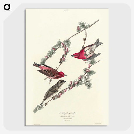 2-58_John-James-Audubon_picture-crop