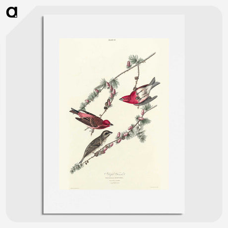 2-58_John-James-Audubon_picture