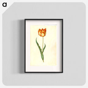 アートポスター-Tulipa gesneriana
 - マリア ジビーラ メーリアン Poster.