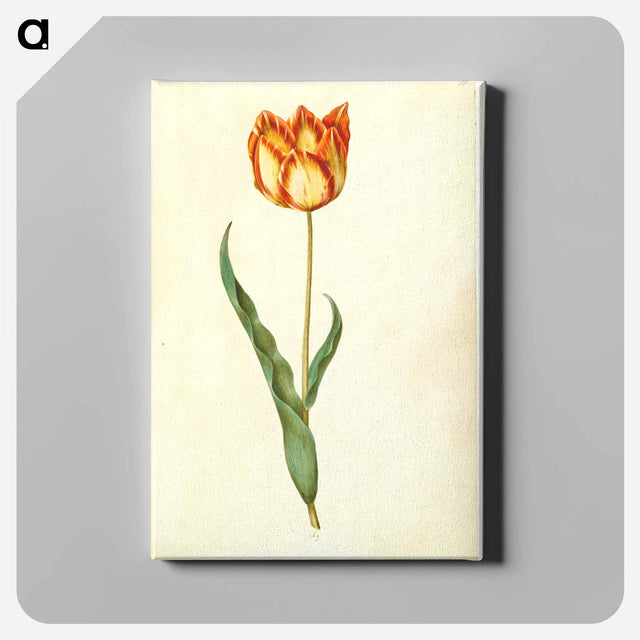アートパネル-Tulipa gesneriana
 - マリア ジビーラ メーリアン Canvas.
