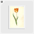 アートポストカード-Tulipa gesneriana
 - マリア ジビーラ メーリアン Postcard.