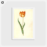 アートポストカード-Tulipa gesneriana
 - マリア ジビーラ メーリアン Postcard.