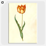 2-58_Maria-Sibylla-Merian_picture-crop