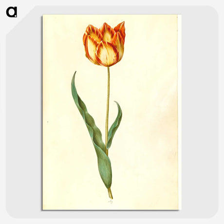 2-58_Maria-Sibylla-Merian_picture-crop