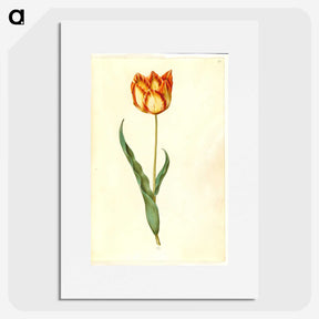2-58_Maria-Sibylla-Merian_picture