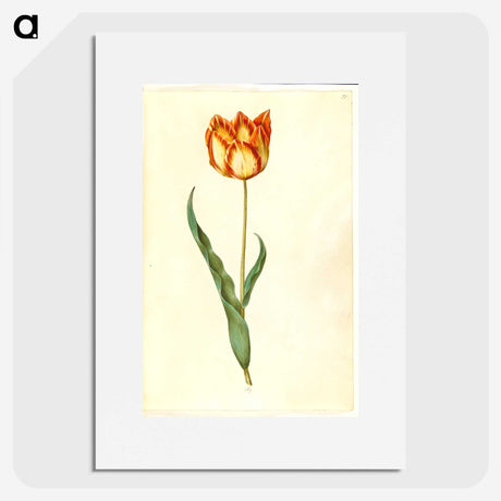 2-58_Maria-Sibylla-Merian_picture