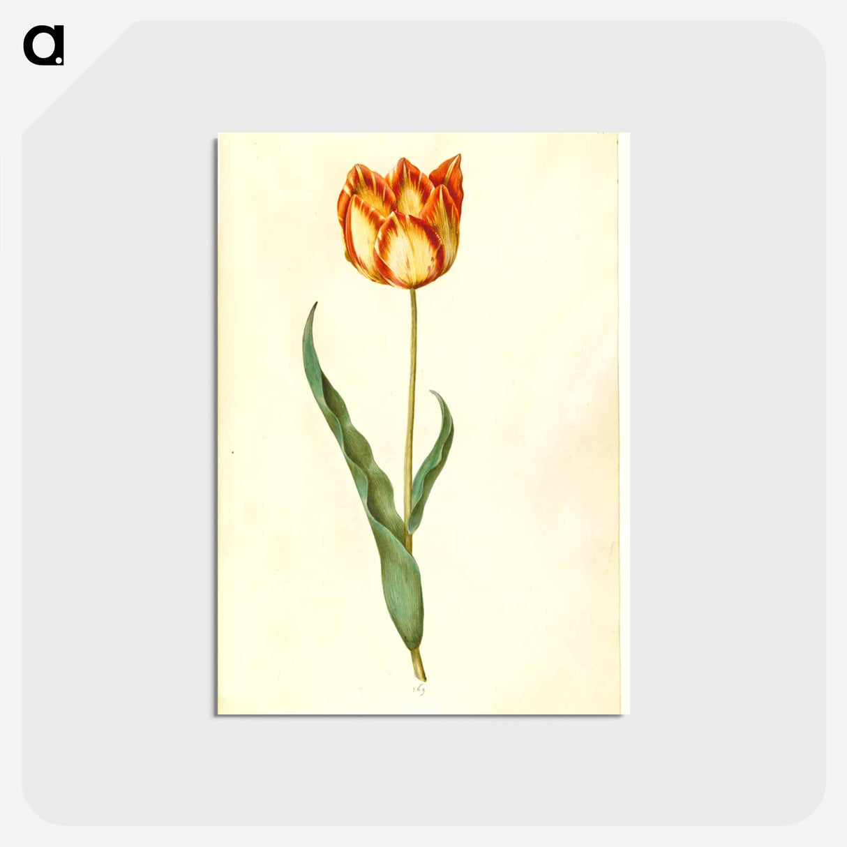 アートポストカード-Tulipa gesneriana
 - マリア ジビーラ メーリアン Postcard.