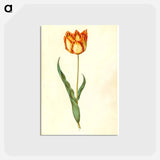 アートポストカード-Tulipa gesneriana
 - マリア ジビーラ メーリアン Postcard.