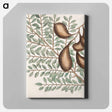 アートパネル-Sorrel Tree, Acacia, and Candle-berry Myrtle
 - マーク ケイツビー Canvas.