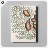 アートパネル-Sorrel Tree, Acacia, and Candle-berry Myrtle
 - マーク ケイツビー Canvas.