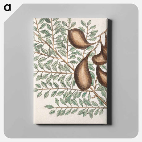 アートパネル-Sorrel Tree, Acacia, and Candle-berry Myrtle
 - マーク ケイツビー Canvas.