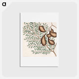 アートポストカード-Sorrel Tree, Acacia, and Candle-berry Myrtle
 - マーク ケイツビー Postcard.