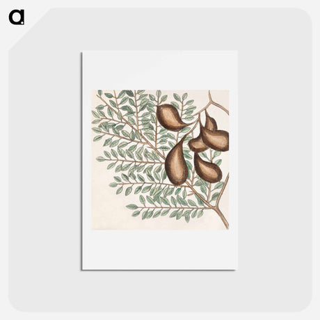 アートポストカード-Sorrel Tree, Acacia, and Candle-berry Myrtle
 - マーク ケイツビー Postcard.