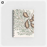 2-58_Mark-Catesby_memo