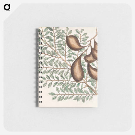 アートメモ帳-Sorrel Tree, Acacia, and Candle-berry Myrtle
 - マーク ケイツビー Memo.