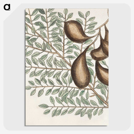 2-58_Mark-Catesby_picture-crop