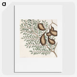 2-58_Mark-Catesby_picture