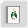 アートポスター-Borneo Camphor Illustration
 - 薬用植物学 Poster.